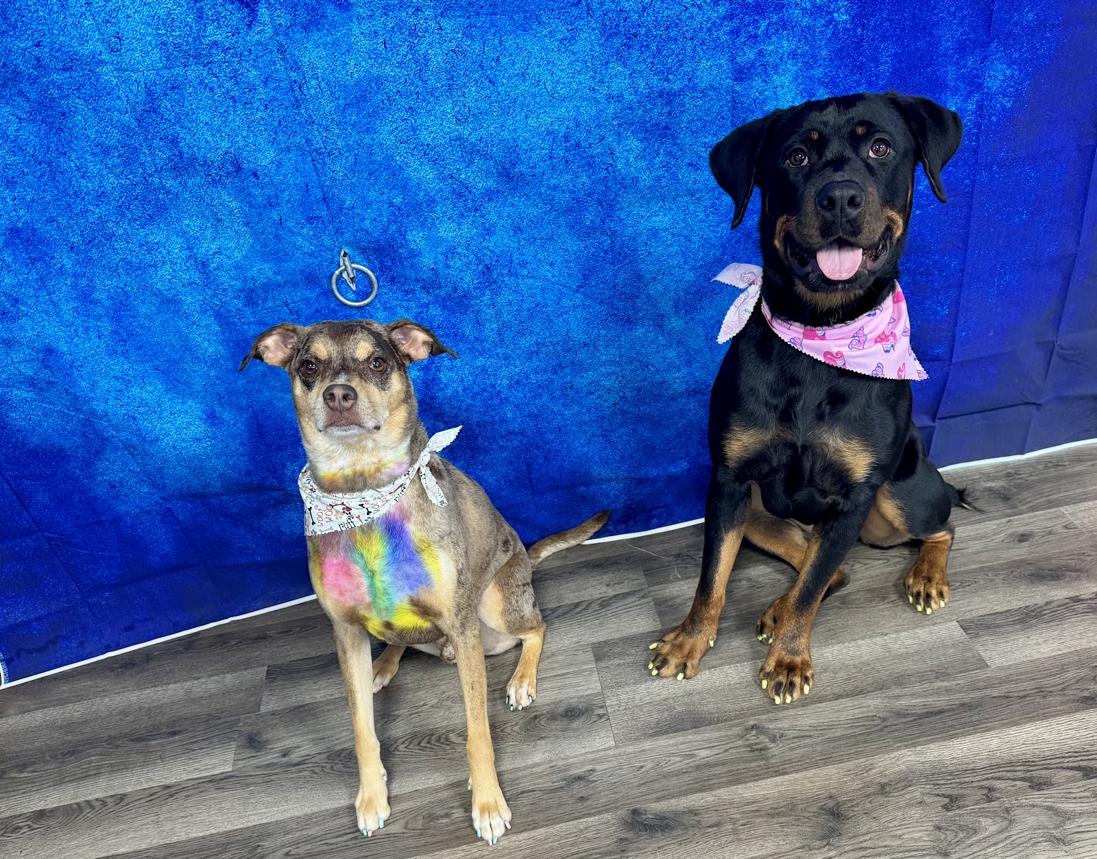 Aria’s Pawsitive Grooming LLC in Battle Creek