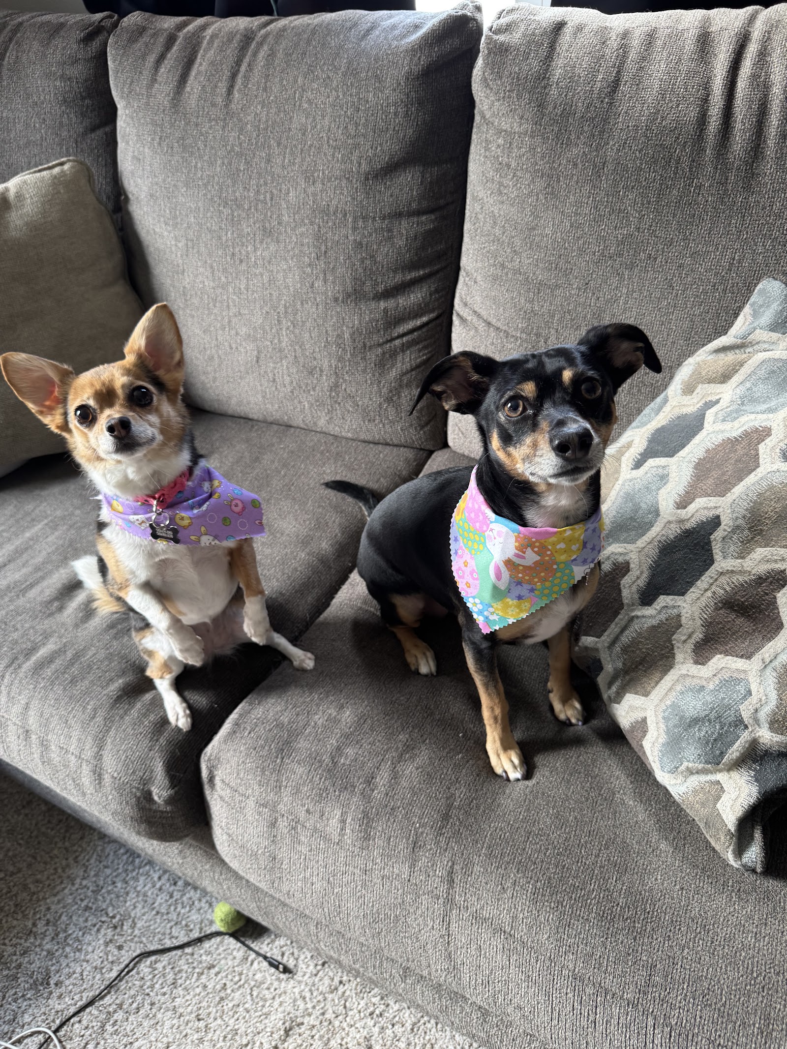 Eva’s Paw Spa LLC in Battle Creek