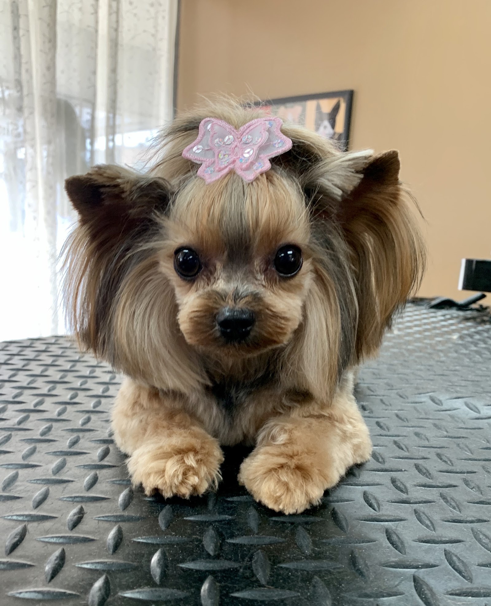 K-9 Design Grooming Salon in Battle Creek