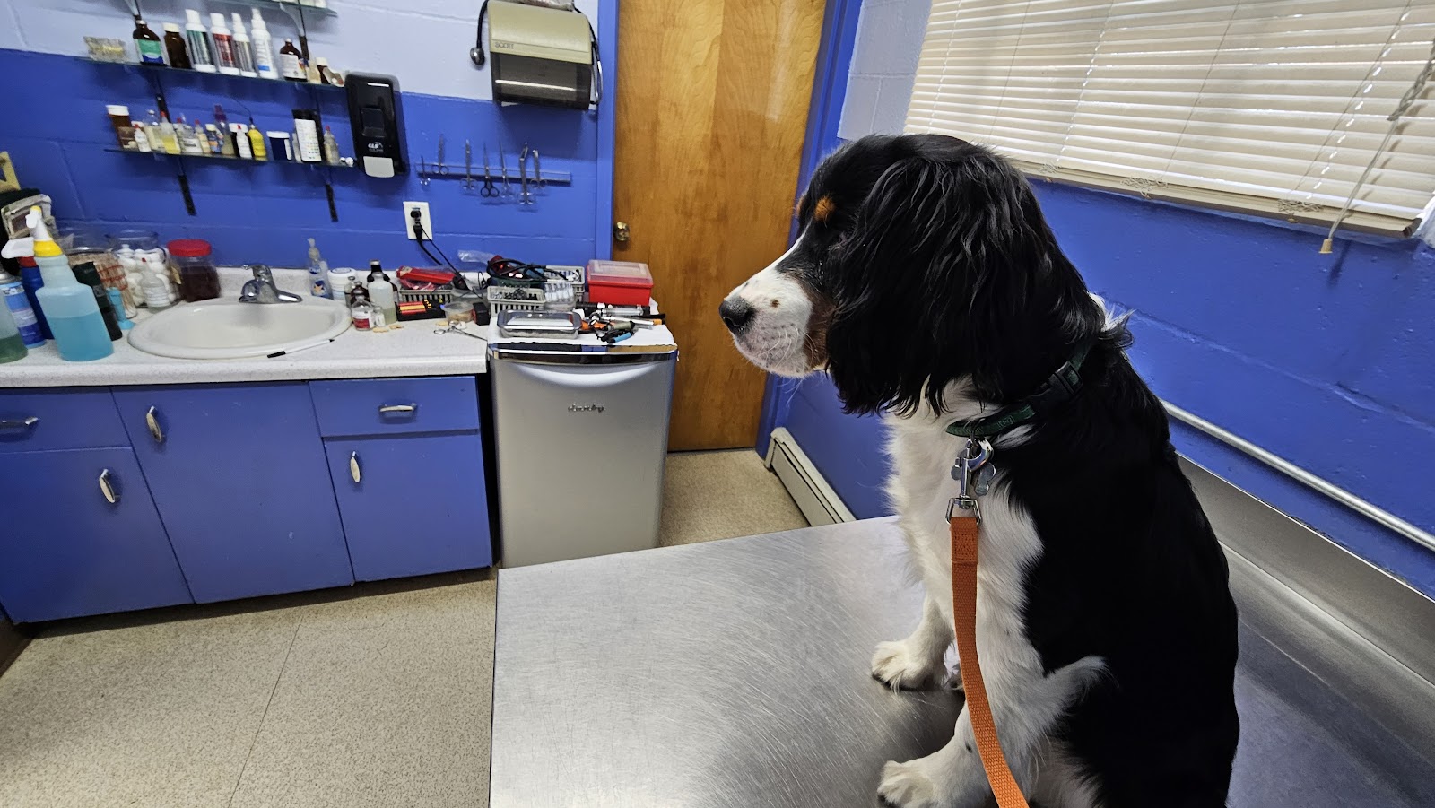 Lakeview Veterinary Clinic in Battle Creek