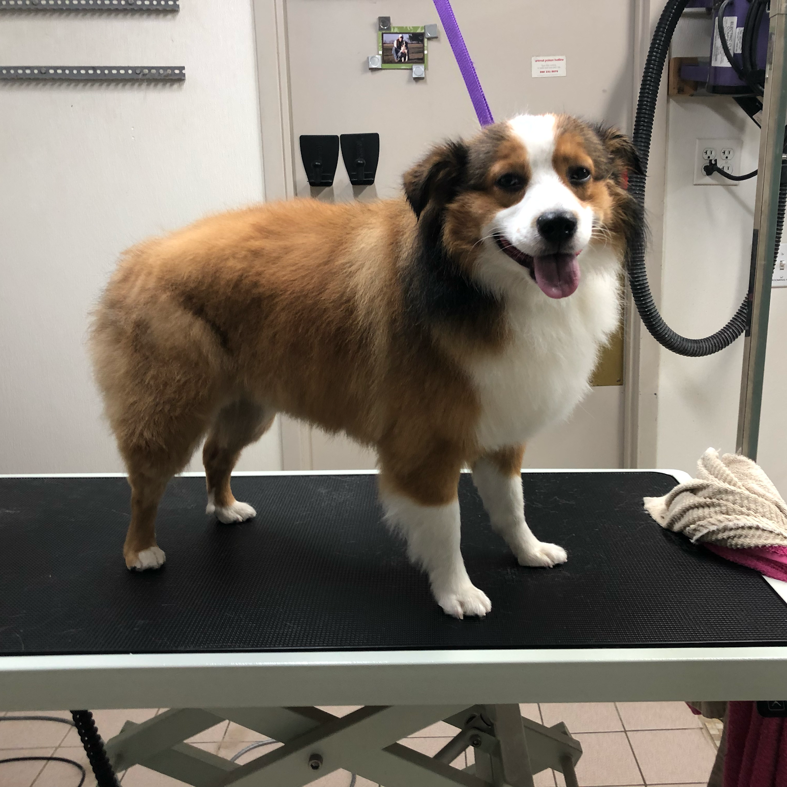 LONE WOLF GROOMING, LLC — photo