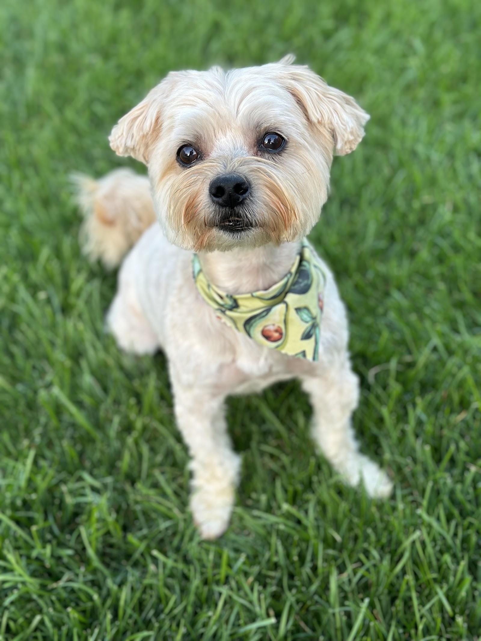 Tail Wags Boutique in Battle Creek
